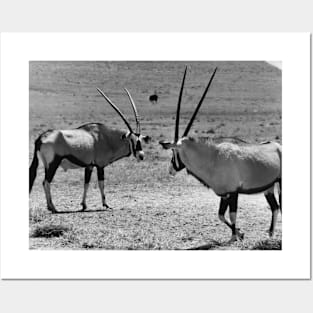 Vintage Photo of Gemsbok Posters and Art